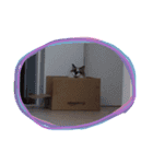 マンディーとむーさん（個別スタンプ：11）