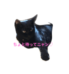 クールな黒猫ごまちゃん（個別スタンプ：1）