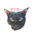 クールな黒猫ごまちゃん（個別スタンプ：5）