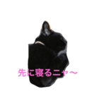 クールな黒猫ごまちゃん（個別スタンプ：6）
