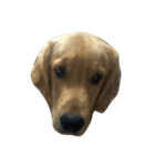 Cracker The Undog（個別スタンプ：1）