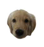 Cracker The Undog（個別スタンプ：2）