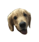 Cracker The Undog（個別スタンプ：3）