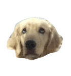 Cracker The Undog（個別スタンプ：5）
