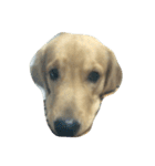 Cracker The Undog（個別スタンプ：6）