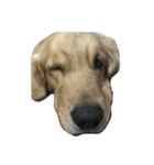 Cracker The Undog（個別スタンプ：7）