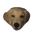 Cracker The Undog（個別スタンプ：9）