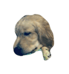 Cracker The Undog（個別スタンプ：12）