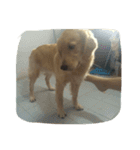 Cracker The Undog（個別スタンプ：13）