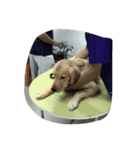Cracker The Undog（個別スタンプ：14）