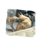 Cracker The Undog（個別スタンプ：16）