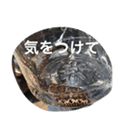 三姉弟の日常（個別スタンプ：24）
