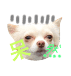 可愛いいーちゃん（個別スタンプ：3）