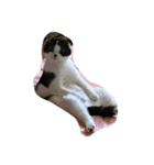 たまらんにゃ（個別スタンプ：1）