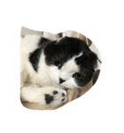 たまらんにゃ（個別スタンプ：7）