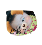 yume2（個別スタンプ：7）