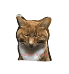Happy cat everyday（個別スタンプ：1）