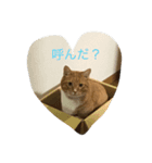 Happy cat everyday（個別スタンプ：3）