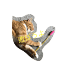 Happy cat everyday（個別スタンプ：5）