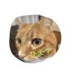 Happy cat everyday（個別スタンプ：6）
