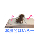 まろんちゅわん（個別スタンプ：4）