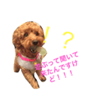 まろんちゅわん（個別スタンプ：5）