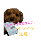 まろんちゅわん（個別スタンプ：7）