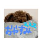 まろんちゅわん（個別スタンプ：8）