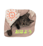 ムサシとほまれ（個別スタンプ：1）