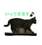 ムサシとほまれ（個別スタンプ：3）