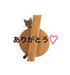 ムサシとほまれ（個別スタンプ：8）