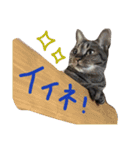 ムサシとほまれ（個別スタンプ：16）