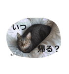 ムサシとほまれ（個別スタンプ：17）