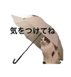 ムサシとほまれ（個別スタンプ：18）