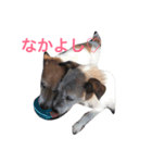 ジャックラッセルテリア_ジャック（個別スタンプ：1）