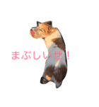 ジャックラッセルテリア_ジャック（個別スタンプ：4）
