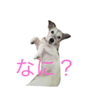 ジャックラッセルテリア_ジャック（個別スタンプ：8）