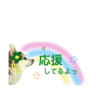 チワワのサクラ  aloha②（個別スタンプ：3）