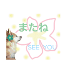 チワワのサクラ  aloha②（個別スタンプ：5）