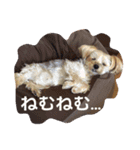 ヨーキー  しずちゃんといっしょ（個別スタンプ：1）