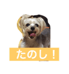 ヨーキー  しずちゃんといっしょ（個別スタンプ：2）