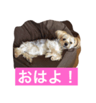 ヨーキー  しずちゃんといっしょ（個別スタンプ：3）