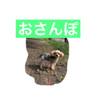 ヨーキー  しずちゃんといっしょ（個別スタンプ：4）
