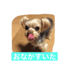 ヨーキー  しずちゃんといっしょ（個別スタンプ：5）