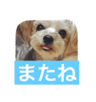 ヨーキー  しずちゃんといっしょ（個別スタンプ：6）