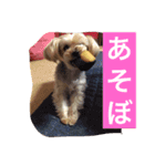 ヨーキー  しずちゃんといっしょ（個別スタンプ：7）