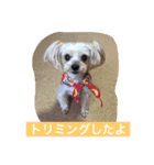 ヨーキー  しずちゃんといっしょ（個別スタンプ：8）