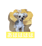 ヨーキー  しずちゃんといっしょ（個別スタンプ：9）
