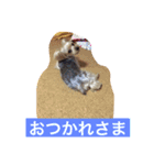 ヨーキー  しずちゃんといっしょ（個別スタンプ：10）