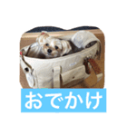 ヨーキー  しずちゃんといっしょ（個別スタンプ：11）